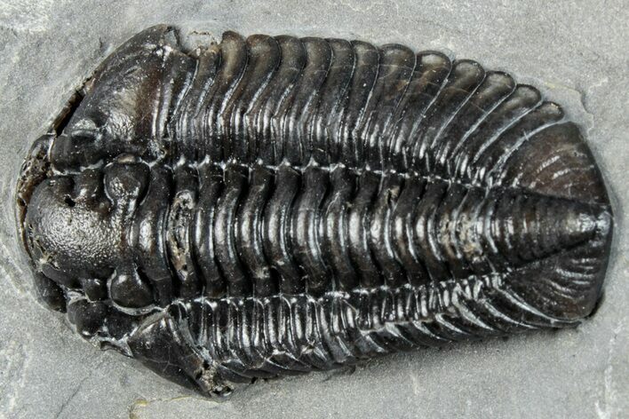 Calymene Niagarensis Trilobite Fossil - New York #295570